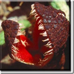  atau Amorphopallus titanum mungkin sering masuk deretan tumbuhan TUMBUHAN ANEH YANG ADA DI DUNIA