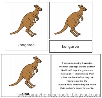 the kangaroo