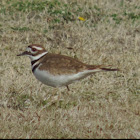 Killdeer