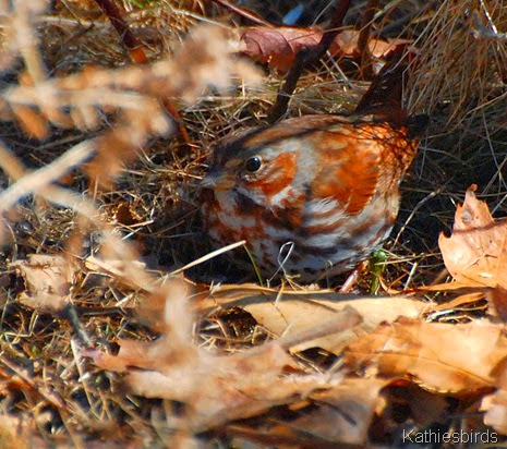 5. fox sparrow-kab