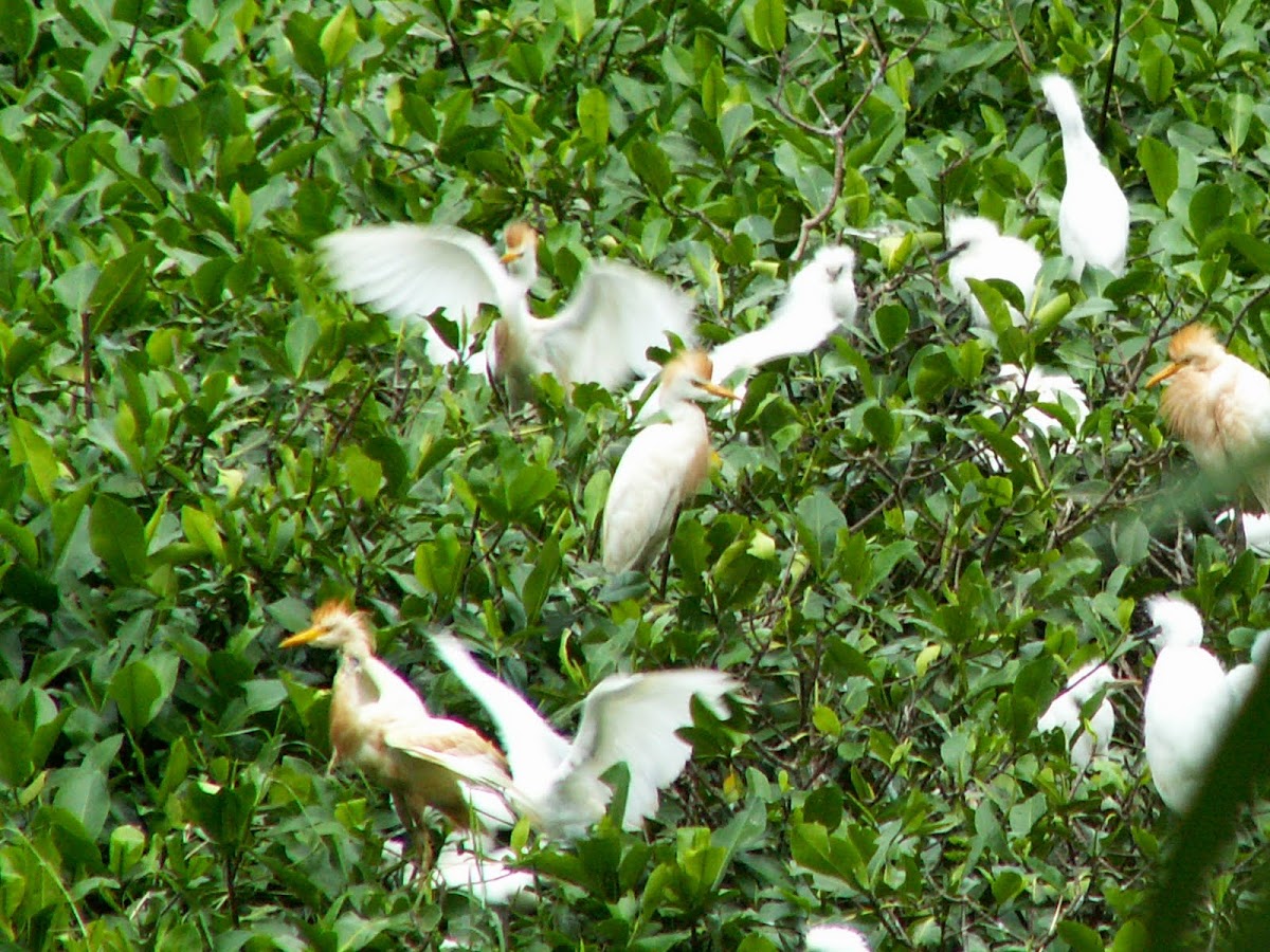 Cattle Egret nesting 