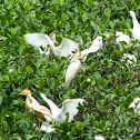 Cattle Egret nesting 