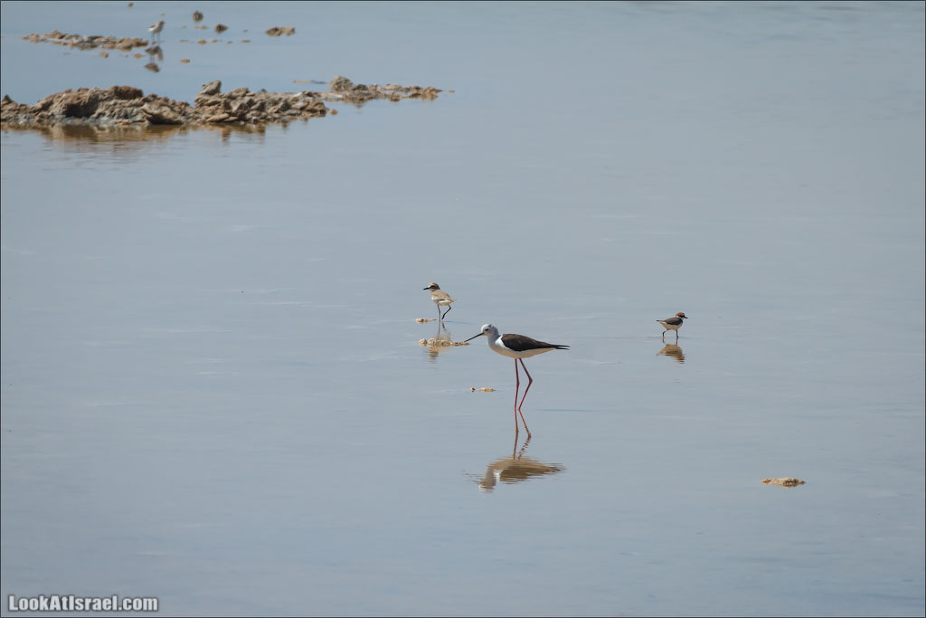 LookAtIsrael.com: Фото-блог о путешествиях по Израилю. Тель Авив, Иерусалим, Хайфа 