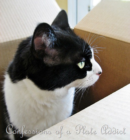 [Kitty%255B39%255D.jpg]