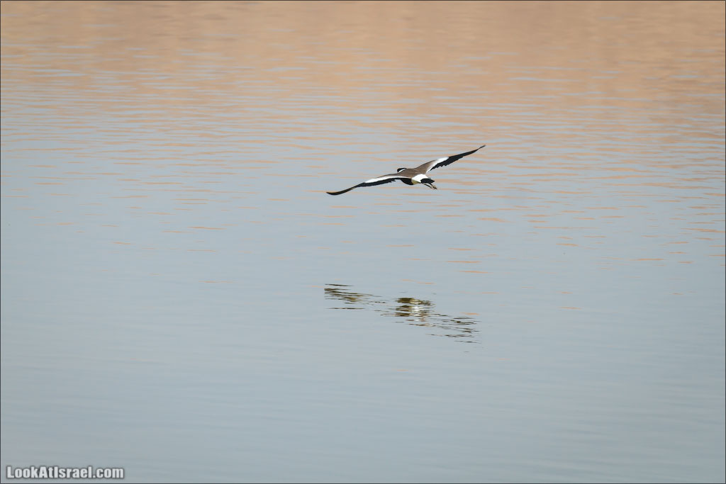 LookAtIsrael.com: Фото-блог о путешествиях по Израилю. Тель Авив, Иерусалим, Хайфа 