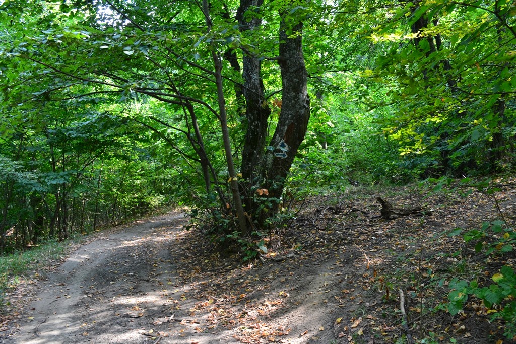 [DSC_72213.jpg]