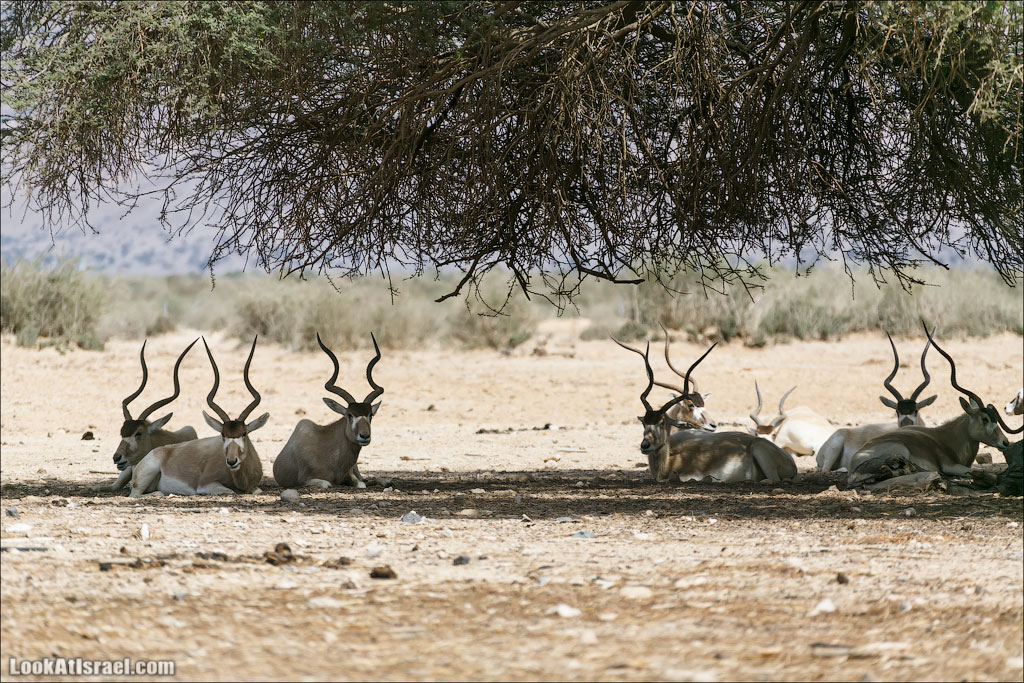 LookAtIsrael.com - Заповедник библейских животных Хай Бар | Hai Bar reserve | חי בר