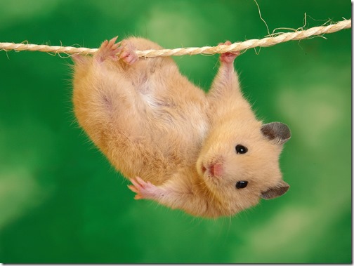 hamster grande imagen (12)