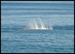 07f - Whales - slapping flipper