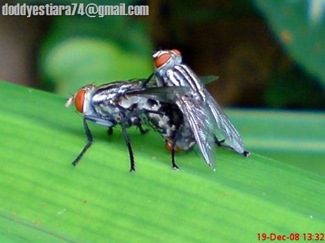lalat Sarcophaga carnaria kawin
