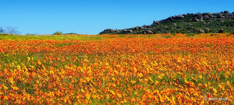 Namaqualand-flowers-1