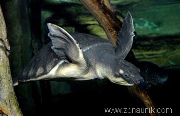 Pig-nosed-Turtle-Carettochelys-Insculpta Pig-nosed-Turtle-Carettochelys-Insculpta