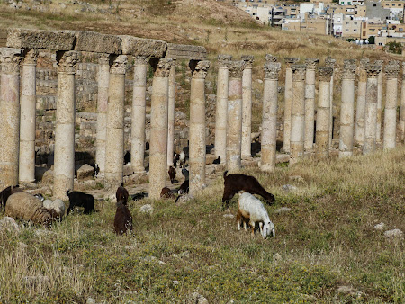 Obiective turistice Jerash: Capre in orasul roman