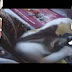Funny Cats - Funny Dogs - Funny Animals | Funny Videos -Huterson-1