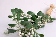 Mistletoe