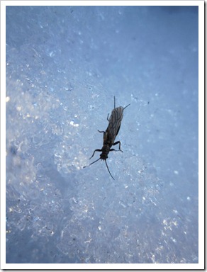 20120222_snow-bugs_003
