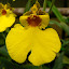 Oncidium