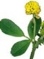 Medicago truncatula Medicago truncatula