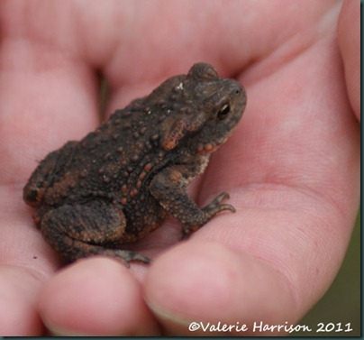 37-common-toad