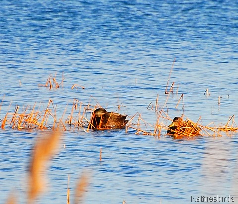 3. black ducks-kab