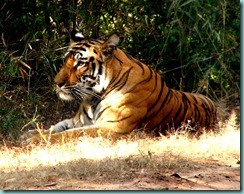 royal_indian_tigress
