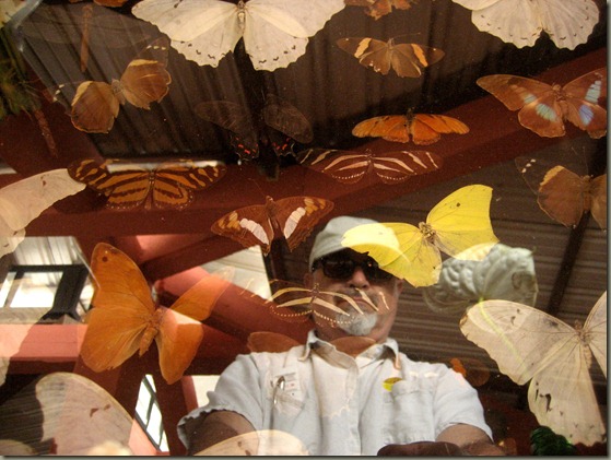 Frowning Man Reflected in Butterfly Display