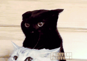 [gifs%2520divertidos%2520de%2520gatos%2520%25284%2529%255B2%255D.gif]