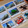 Animals in the Marine Ecosystem (FREE Cards)