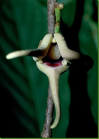 Annona hayesii flower