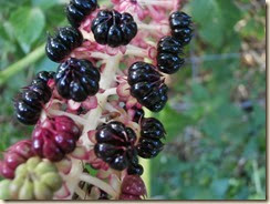 Oosterse Karmozijnbes (Phytolacca esculenta)