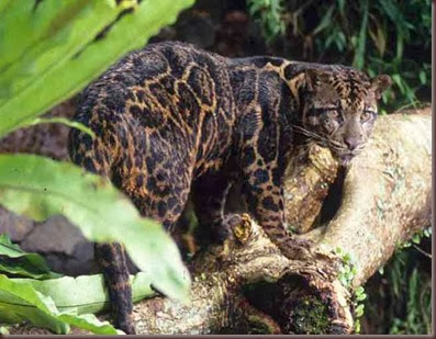 Amazing Animal Pictures Clouded Leopard (14)