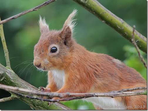 red-squirrel-injured tail 5