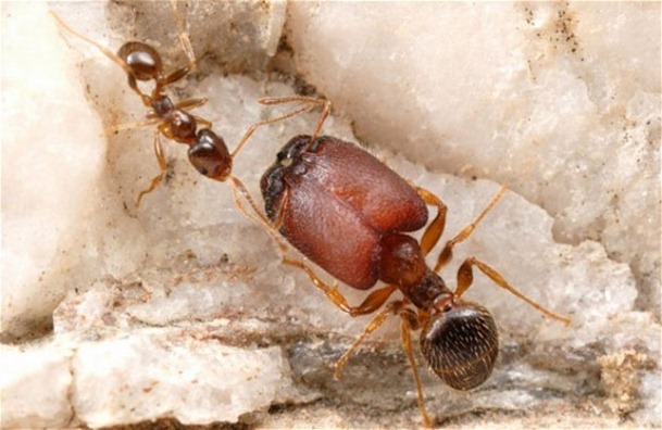 hormigas supersoldado 1