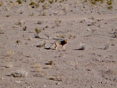 Zorro Andino (Andean Fox) near Susques, AR.