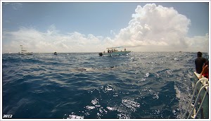 Плаваем с китовыми акулами. Канкун. Мексика. www.timeteka.ru