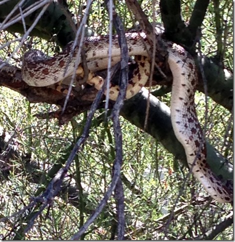 Gopher snake digesting baby dove 8-9-2013 11-00-49 AM 2448x2523