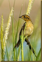 Saltmarsh Sparrow - Ammodramus caudacutu