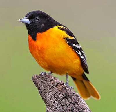 Download mp3 suara burung oriole (icterus) download suara burung