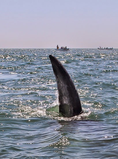 Grey Whale Fluke Baja