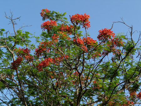 Flora Sri Lanka: flori tropicale