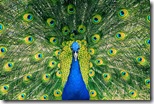 08 peacock fractal