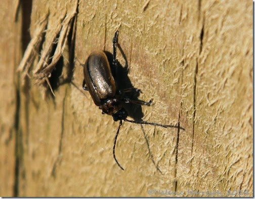8-beetle