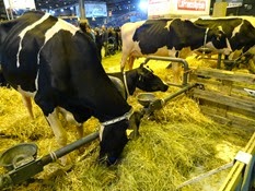 2015.02.26-067 vache Prim'Holstein
