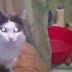 Funny Animals | Funny Cats, Funny Dogs-and Animals | Animals Funny #1