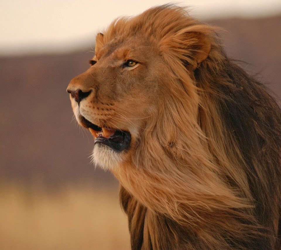 WALLPAPER: LION BEST HD DESKTOP WALLPAPERS FREE DOWNLOAD