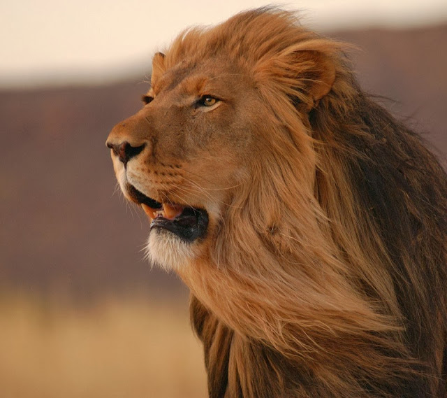 WALLPAPER: LION BEST HD DESKTOP WALLPAPERS FREE DOWNLOAD