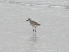 Florida Sanibel 2013 shorebird in water2