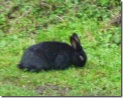 2 towpath bunny