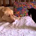 Dogs Annoying Cats with Their Friendship - Huffington Post
