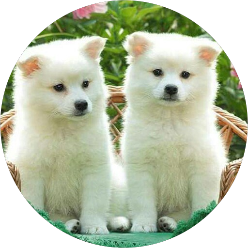 Tagin Tatum Rigia Rigia